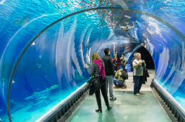 Afrykarium